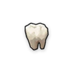 Human Tooth